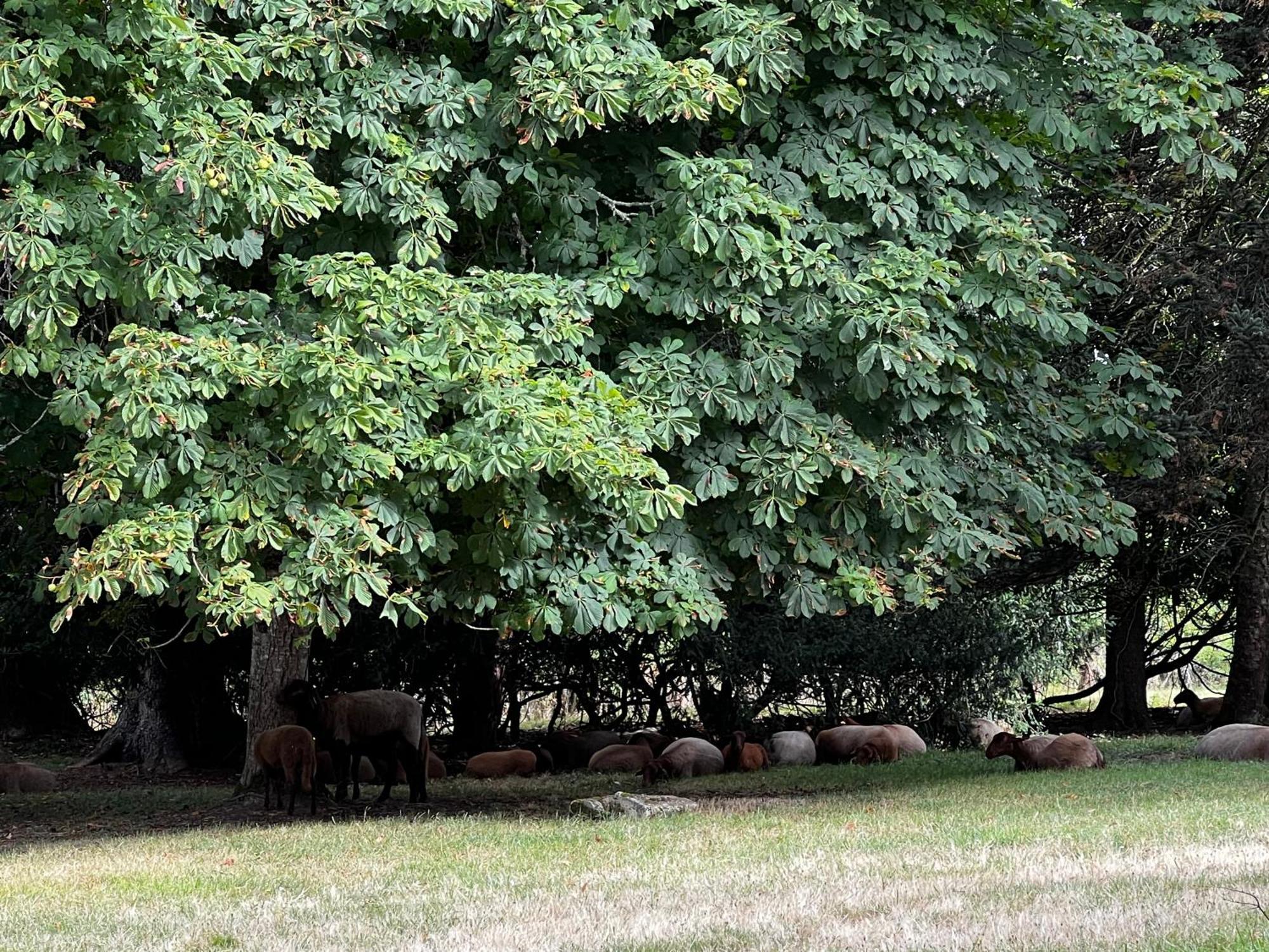 Domaine Du Faure Bed & Breakfast Chadurie ภายนอก รูปภาพ